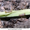 maniola jurtina larva1